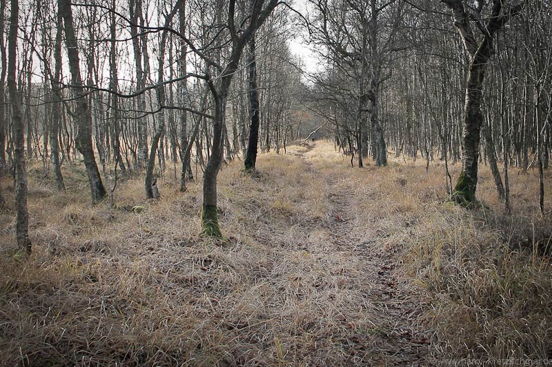 im Moor 01