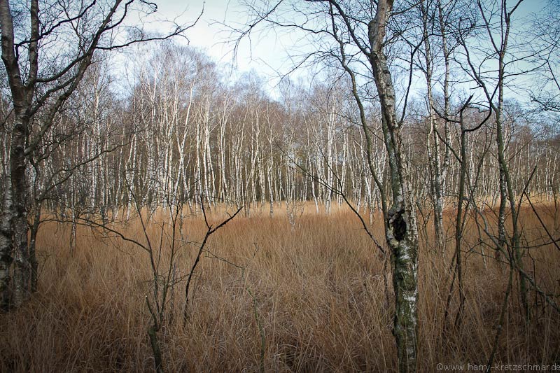 im Moor 01