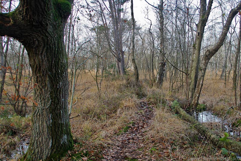 im Moor 01